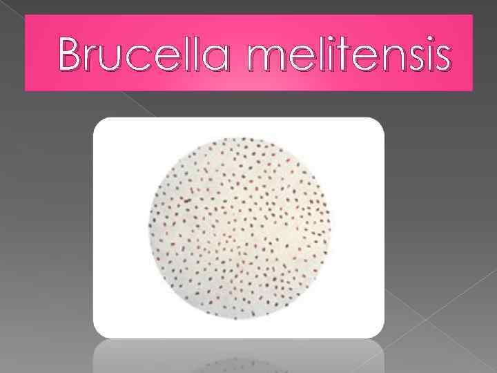 Brucella melitensis 