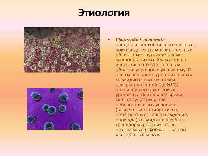 Этиология • Chlamydia trachomatis — представляют собой неподвижные, кокковидные, грамотрицательные облигатные внутриклеточные микроорганизмы. Хламидийная