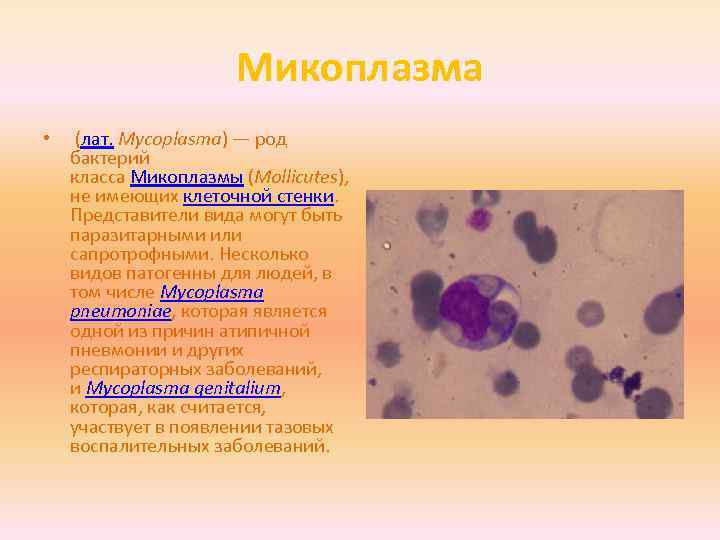 Симптомы микоплазмы