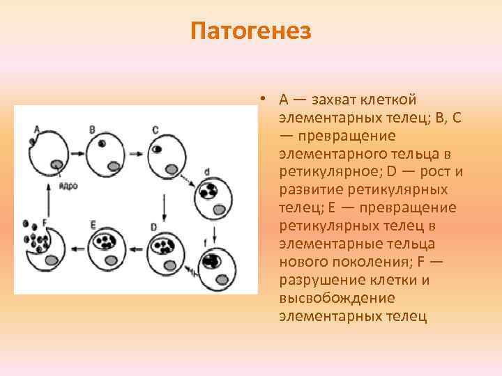 Патогенез • А — захват клеткой элементарных телец; В, С — превращение элементарного тельца