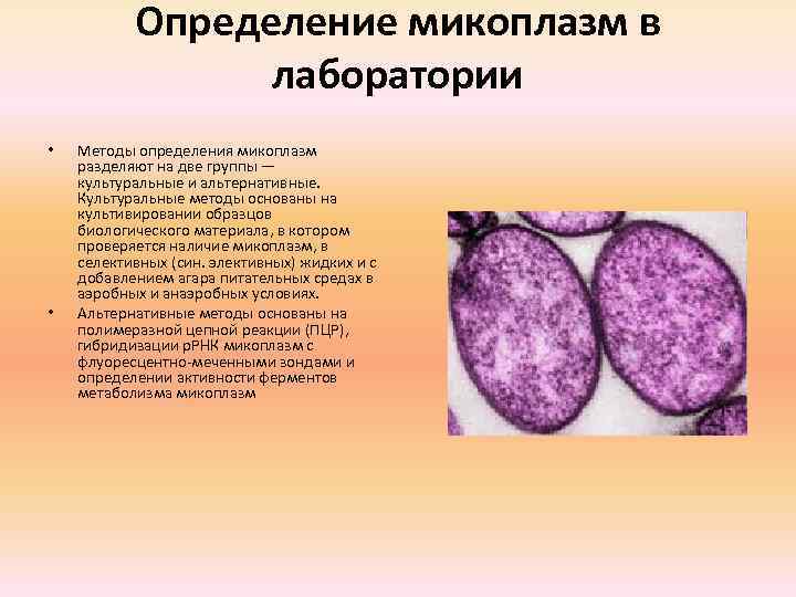 Определение микоплазм в лаборатории • • Методы определения микоплазм разделяют на две группы —