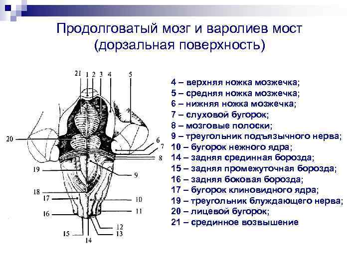 Продолговатый мозг и варолиев мост (дорзальная поверхность) 4 – верхняя ножка мозжечка; 5 –