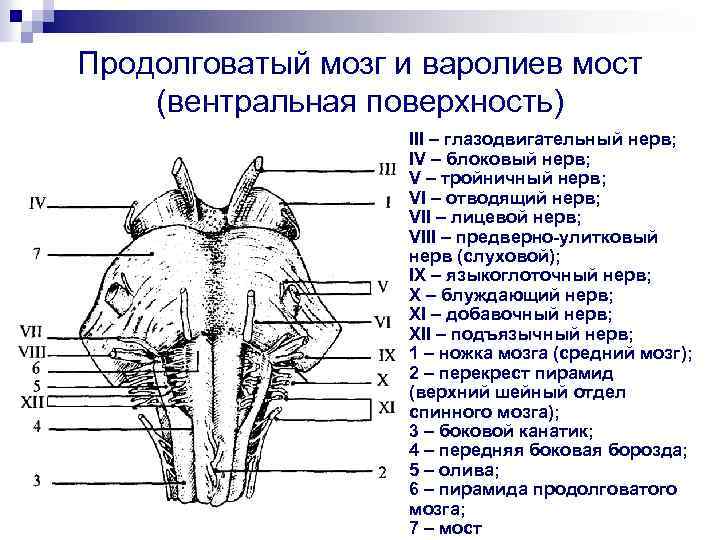 Продолговатый мозг и варолиев мост (вентральная поверхность) III – глазодвигательный нерв; IV – блоковый