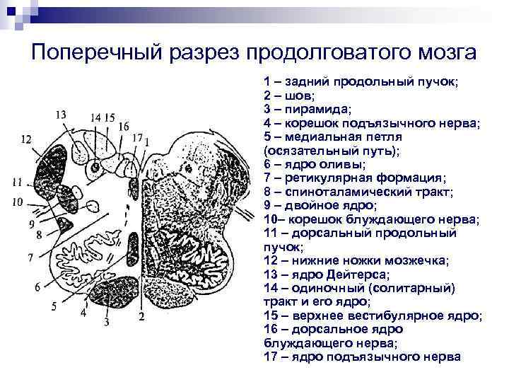 Поперечный разрез продолговатого мозга 1 – задний продольный пучок; 2 – шов; 3 –
