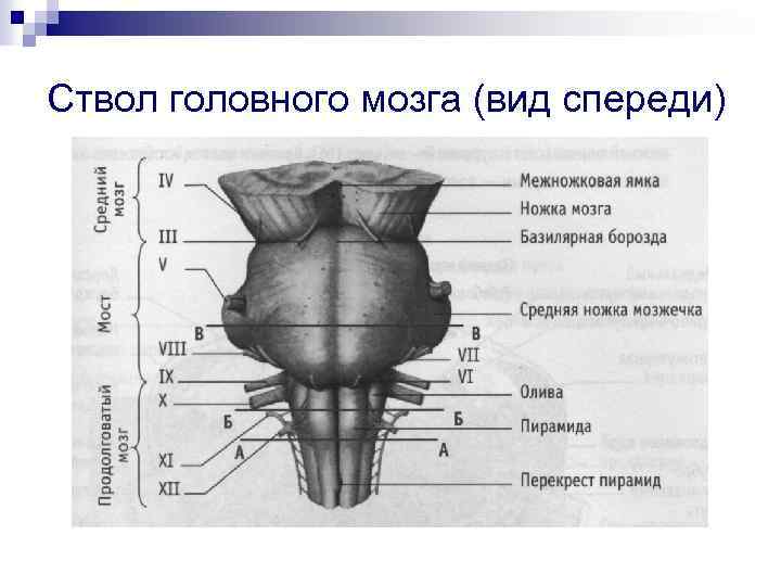 Ствол головного мозга (вид спереди) 