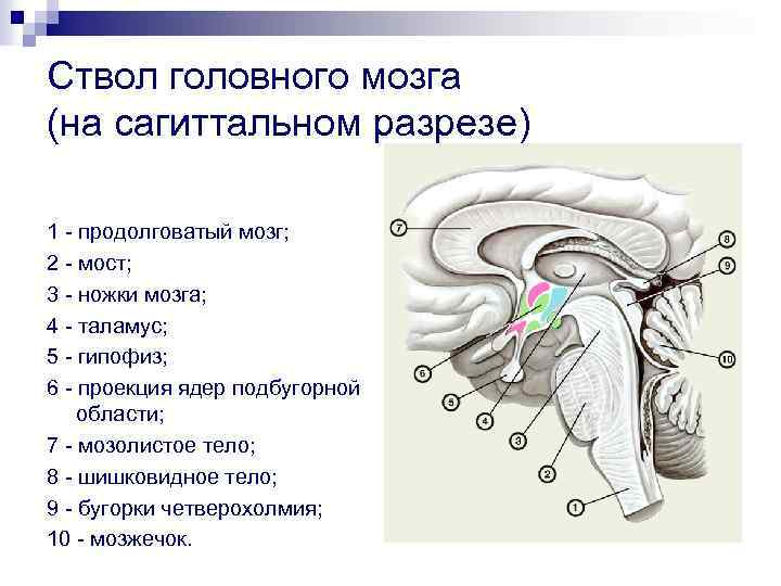 Ствол головного мозга (на сагиттальном разрезе) 1 - продолговатый мозг; 2 - мост; 3