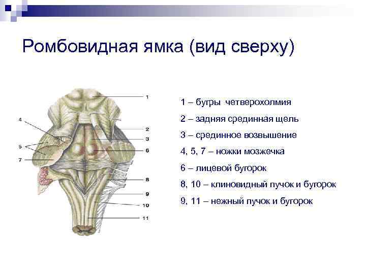 Ромбовидная ямка (вид сверху) 1 – бугры четверохолмия 2 – задняя срединная щель 3