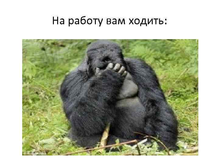 На работу вам ходить: 