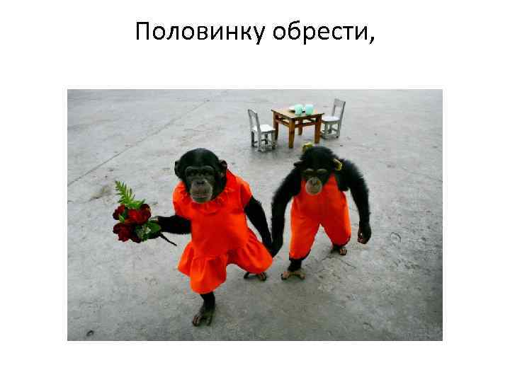 Половинку обрести, 