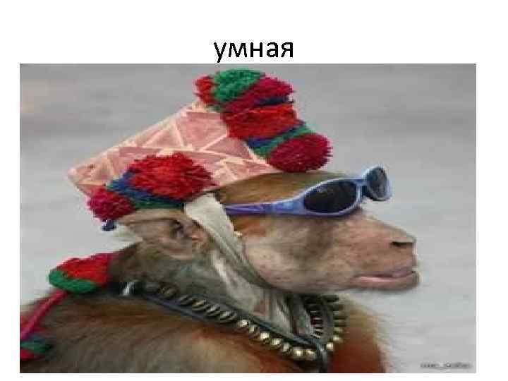 умная 