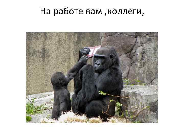 На работе вам , коллеги, 