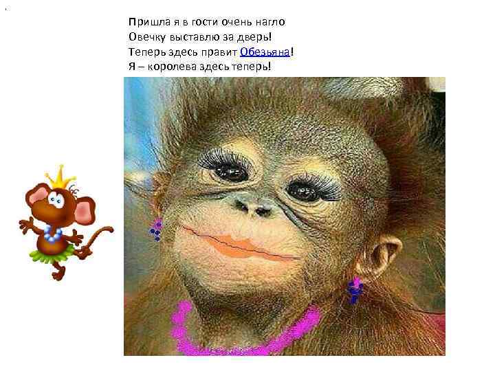 , Пришла я в гости очень нагло Овечку выставлю за дверь! Теперь здесь правит