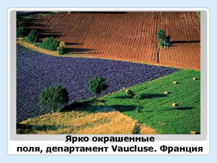 Ярко окрашенные поля, департамент Vaucluse. Франция 