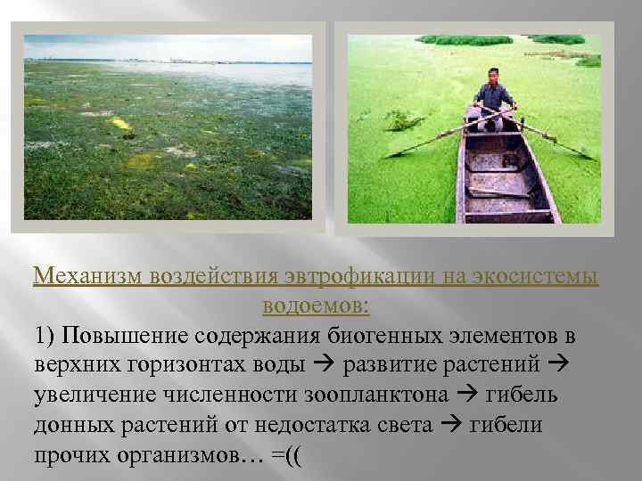 Механизм воздействия эвтрофикации на экосистемы водоемов: 1) Повышение содержания биогенных элементов в верхних горизонтах