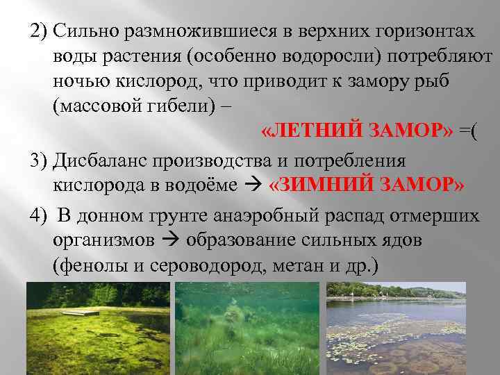 На рисунке показано что в процессе эвтрофикации в водоеме может произойти