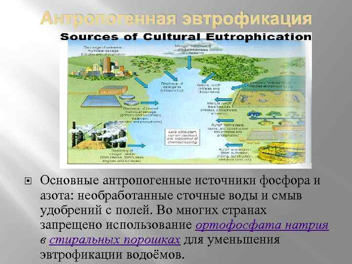 Антропогенная эвтрофикация Основные антропогенные источники фосфора и азота: необработанные сточные воды и смыв удобрений