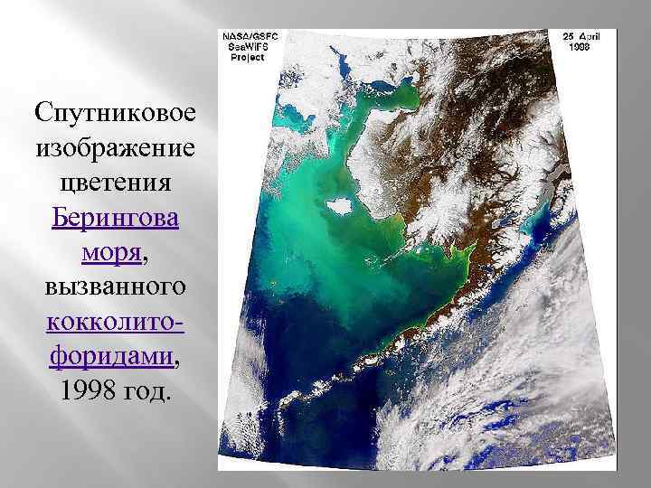 Спутниковое изображение цветения Берингова моря, вызванного кокколитофоридами, 1998 год. 