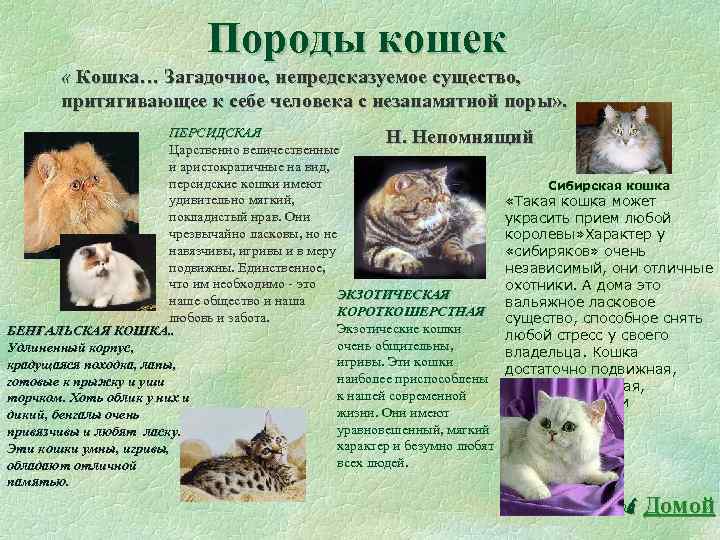 Породы кошек « Кошка… Загадочное, непредсказуемое существо, притягивающее к себе человека с незапамятной поры»