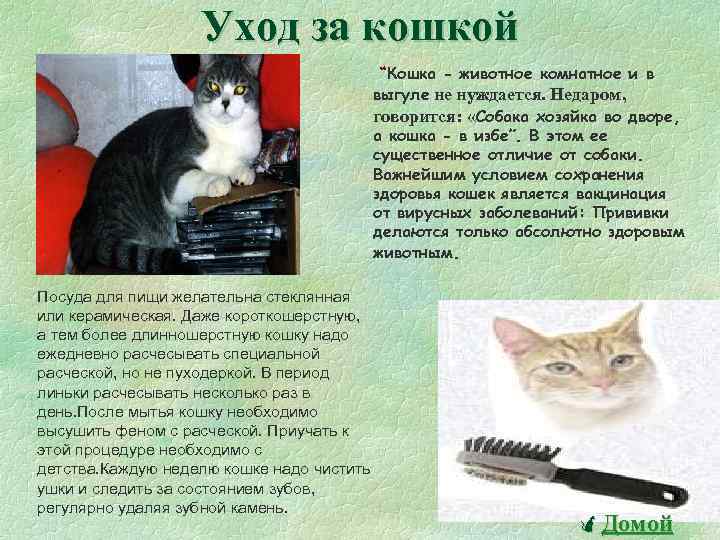 Уход за кошкой “Кошка - животное комнатное и в выгуле не нуждается. Недаром, говорится: