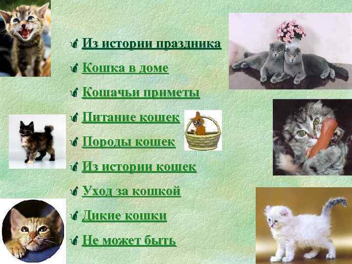 Проект день кошек