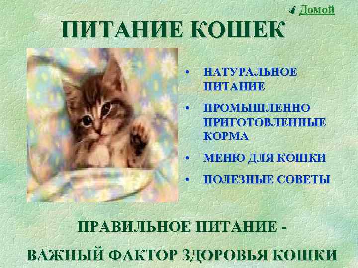 Проект день кошек