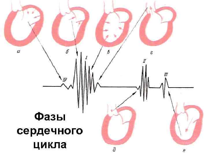 Звуки клапана сердца