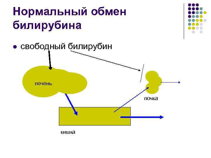 Нормальный обмен билирубина свободный билирубин печень почка кишка 