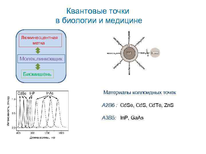 Квантовые точки в биологии и медицине Люминесцентная метка Молек. линковщик Биомишень Материалы коллоидных точек