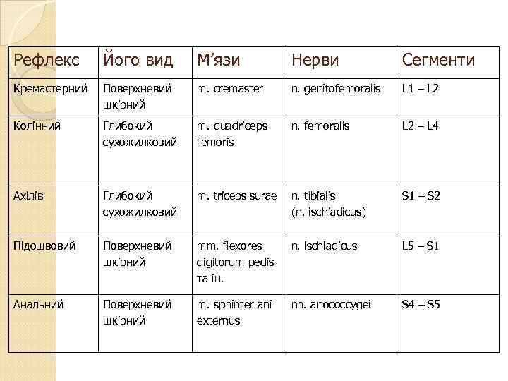 Рефлекс Його вид М’язи Нерви Сегменти Кремастерний Поверхневий шкірний m. cremaster n. genitofemoralis L
