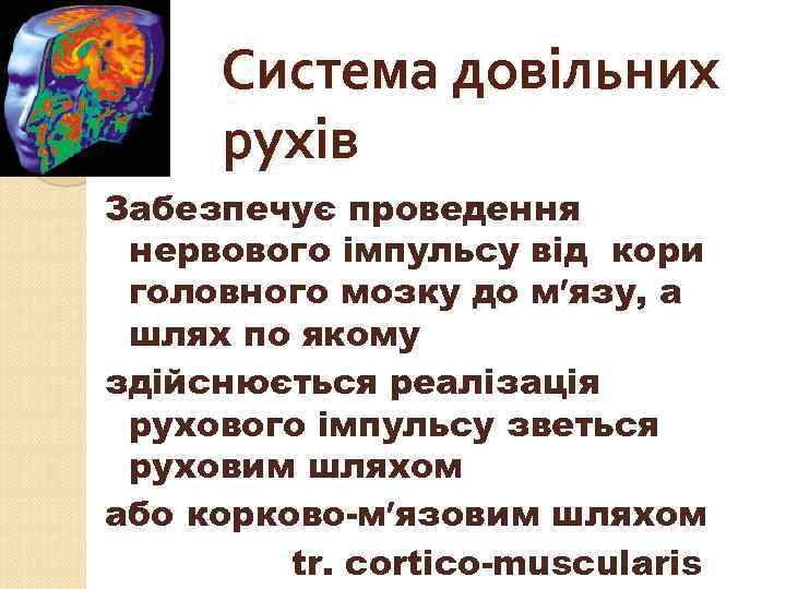 Система довільних рухів Забезпечує проведення нервового імпульсу від кори головного мозку до м язу,