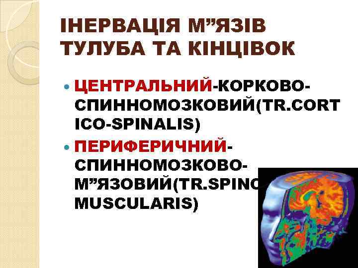 ІНЕРВАЦІЯ М”ЯЗІВ ТУЛУБА ТА КІНЦІВОК ЦЕНТРАЛЬНИЙ-КОРКОВО- СПИННОМОЗКОВИЙ(TR. CORT ICO-SPINALIS) ПЕРИФЕРИЧНИЙСПИННОМОЗКОВОМ”ЯЗОВИЙ(TR. SPINOMUSCULARIS) 