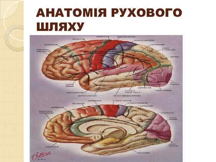 АНАТОМІЯ РУХОВОГО ШЛЯХУ 