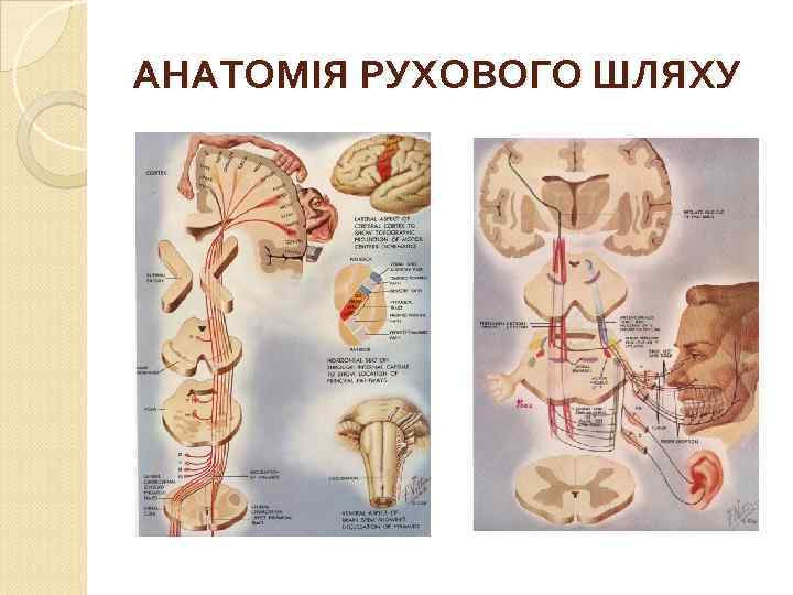 АНАТОМІЯ РУХОВОГО ШЛЯХУ 