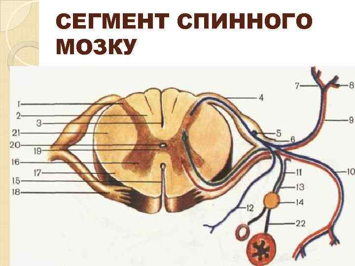 СЕГМЕНТ СПИННОГО МОЗКУ 