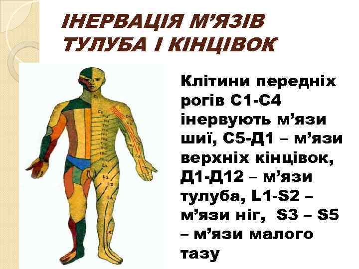 ІНЕРВАЦІЯ М’ЯЗІВ ТУЛУБА І КІНЦІВОК Клітини передніх рогів С 1 -С 4 інервують м’язи