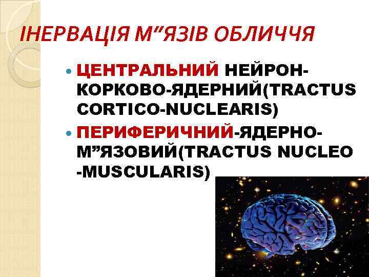 ІНЕРВАЦІЯ М”ЯЗІВ ОБЛИЧЧЯ ЦЕНТРАЛЬНИЙ НЕЙРОНКОРКОВО-ЯДЕРНИЙ(TRACTUS CORTICO-NUCLEARIS) ПЕРИФЕРИЧНИЙ-ЯДЕРНОМ”ЯЗОВИЙ(TRACTUS NUCLEO -MUSCULARIS) 