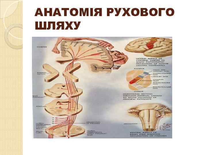 АНАТОМІЯ РУХОВОГО ШЛЯХУ 