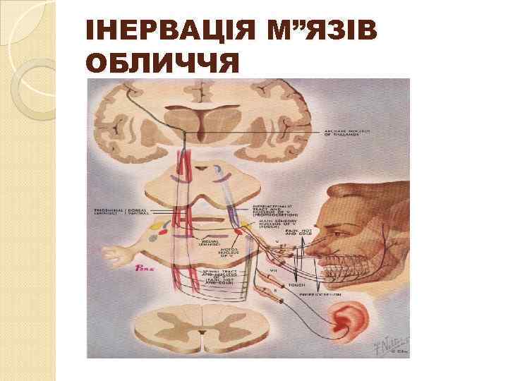 ІНЕРВАЦІЯ М”ЯЗІВ ОБЛИЧЧЯ 