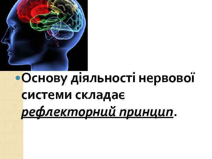  Основу діяльності нервової системи складає рефлекторний принцип. 