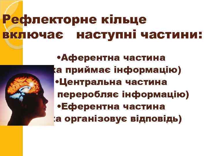 Рефлекторне кільце включає наступні частини: • Аферентна частина (яка приймає інформацію) • Центральна частина