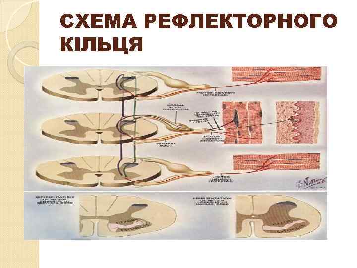 СХЕМА РЕФЛЕКТОРНОГО КІЛЬЦЯ 