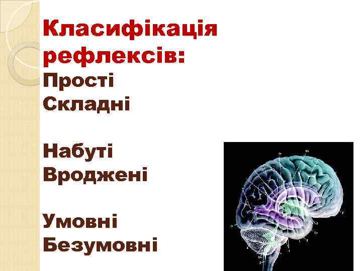 Класифікація рефлексів: Прості Складні Набуті Вроджені Умовні Безумовні 