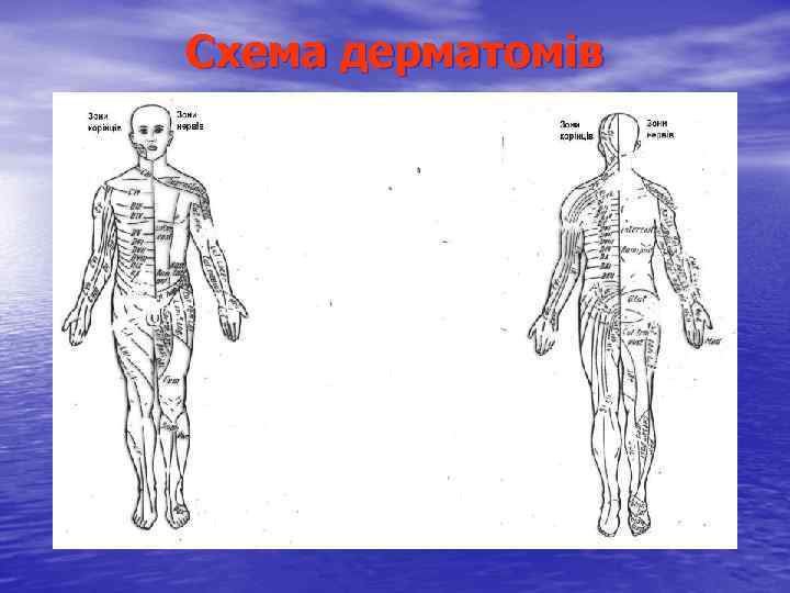 Схема дерматомів 