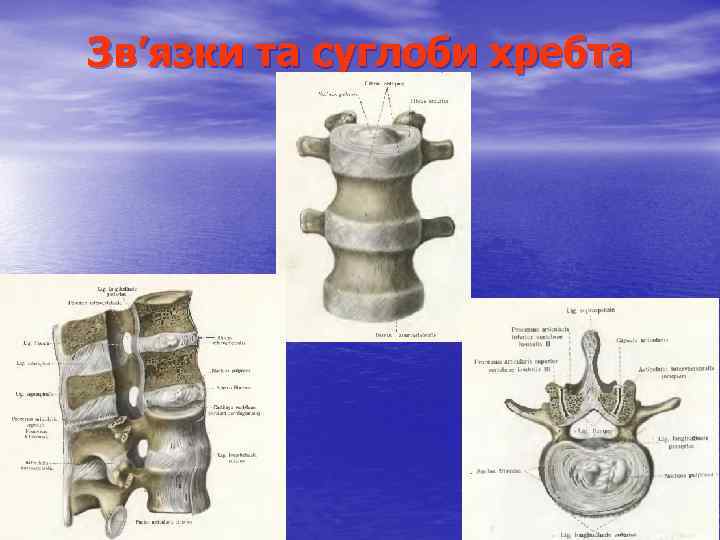 Зв’язки та суглоби хребта 