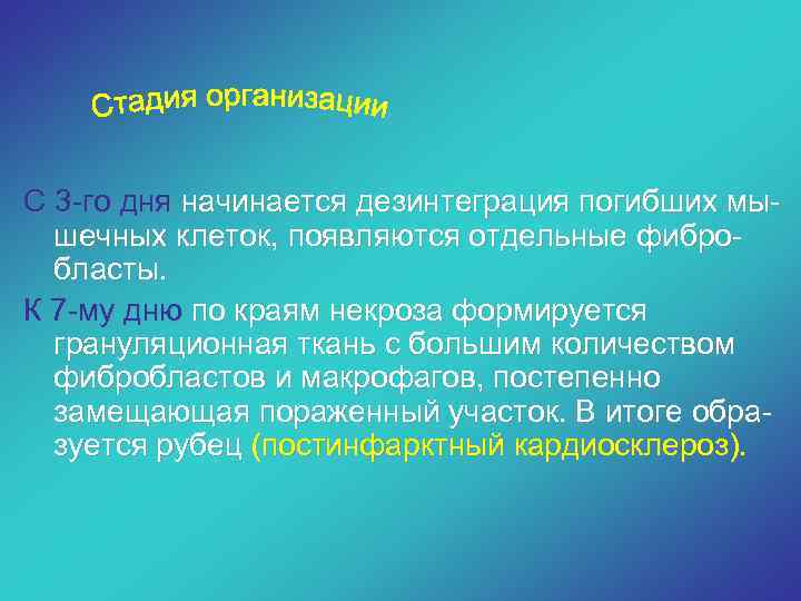 С 3 -го дня начинается дезинтеграция погибших мышечных клеток, появляются отдельные фибробласты. К 7