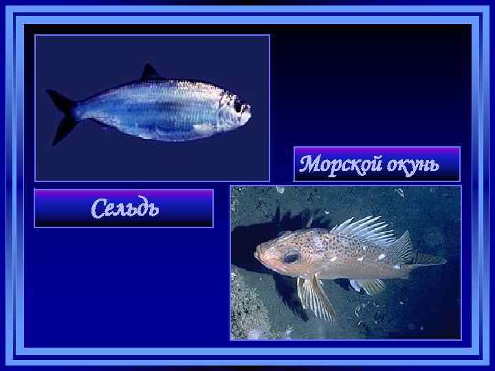 Морской окунь Сельдь 