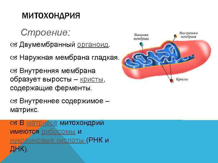 МИТОХОНДРИЯ Строение: Двумембранный органоид. Наружная мембрана гладкая. Внутренняя мембрана образует выросты – кристы, содержащие