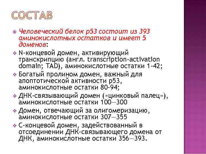 Человеческий белок p 53 состоит из 393 аминокислотных остатков и имеет 5 доменов: v