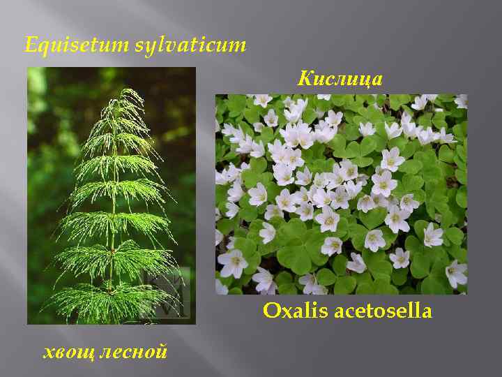 Equisetum sylvaticum Кислица Oxalis acetosella хвощ лесной 