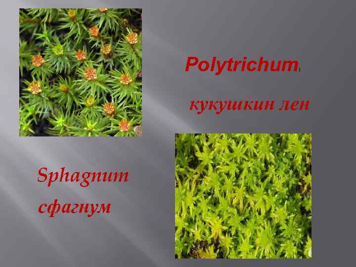 Polytrichum ) кукушкин лен Sphagnum сфагнум 